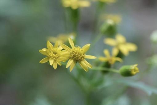 野草 野草の写真