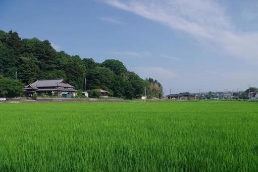 水田のある夏の田園風景 水田のある夏の田園風景 田園風景,田園,水田の写真素材