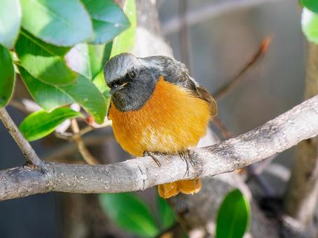 照片, 黄尾鸲, 乔比奥, 雄性daurian redstart, 