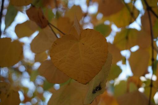 秋の葉 葉,イチョウ,木の写真素材