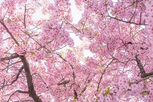 満開の桜 満開の桜の写真