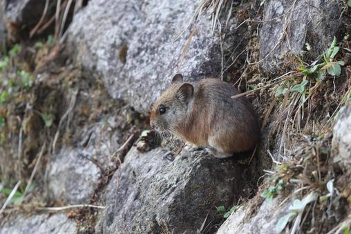 ロイヤルナキウサギ ロイヤルナキウサギの写真