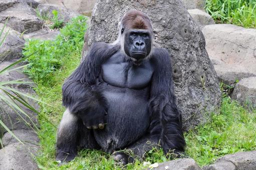 千葉動物公園のニシゴリラ 千葉動物公園のニシゴリラの写真