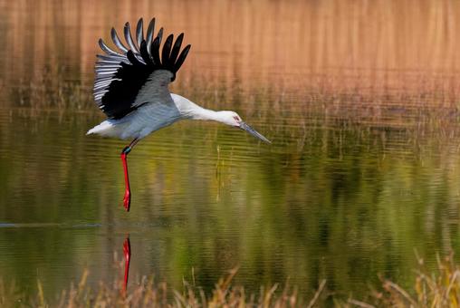 池の水面を飛ぶコウノトリ コウノトリ,鸛,幸せを運ぶ鳥の写真素材