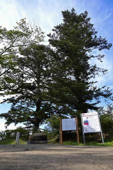 船岡城址公園の樅ノ木 船岡,船迫,お城の写真素材