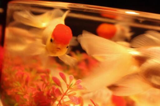 goldfish, fish, goldfish, color, JPG