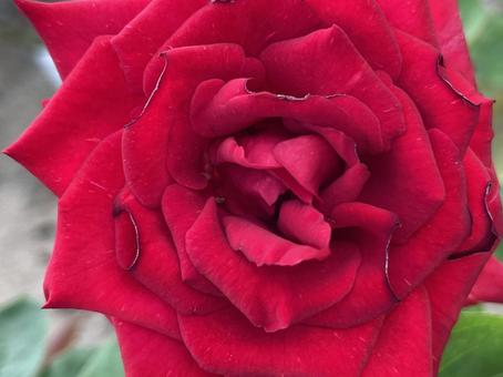 バラ 赤 バラ 赤の写真