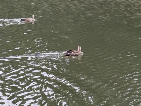 鴨 鴨 鴨,鳥,鳥類の写真素材