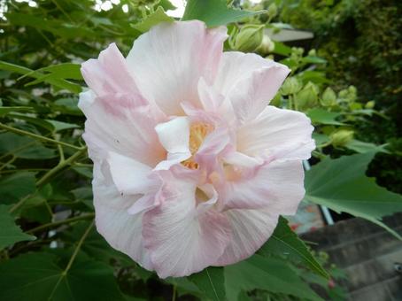 【花の写真】スイフヨウの花 【花の写真】スイフヨウの花の写真