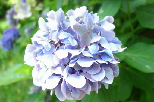 紫陽花 紫陽花の写真