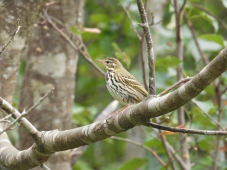 ビンズイ ビンズイ 野鳥,bird,鳥の写真素材