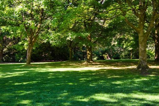 Sunshine in the botanical garden, JPG