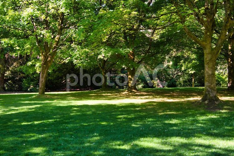 植物園の中の陽だまり　 陽だまり,バンデュ－セン植物園,バンク－バ－の写真素材