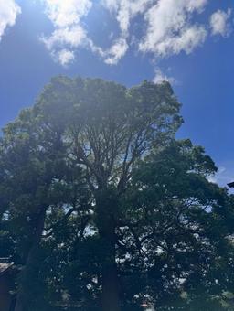 大樹と青空の風景 大樹と青空の風景 大きな木,青空,自然の写真素材