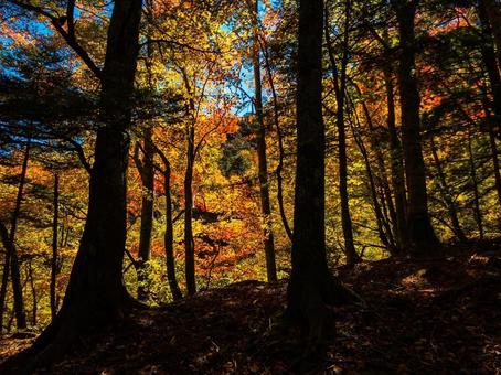 北岳の紅葉 北岳の紅葉の写真
