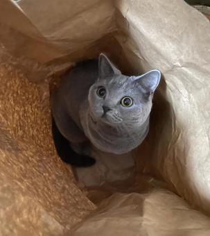 袋が大好きなシャルトリューの写真