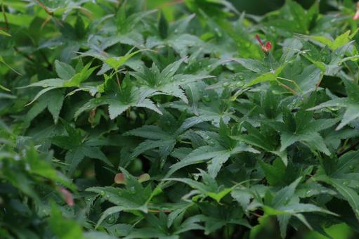 イロハモミジ イロハモミジ,緑,葉の写真素材