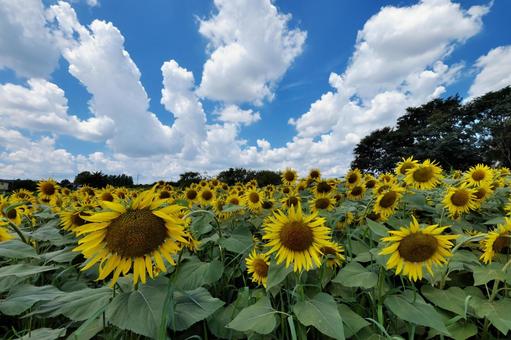 夏雲とひまわり畑④ 夏雲とひまわり畑④ 所沢ひまわり畑,向日葵,夏雲の写真素材
