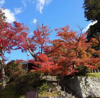 紅葉 秋,風景,紅葉もみじの写真素材