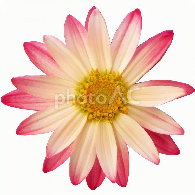 ファビコン用の花（ガザニア） 花,ファビコン,ワードプレスの写真素材