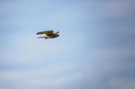 チョウゲンボウ(42) チョウゲンボウ(42)の写真