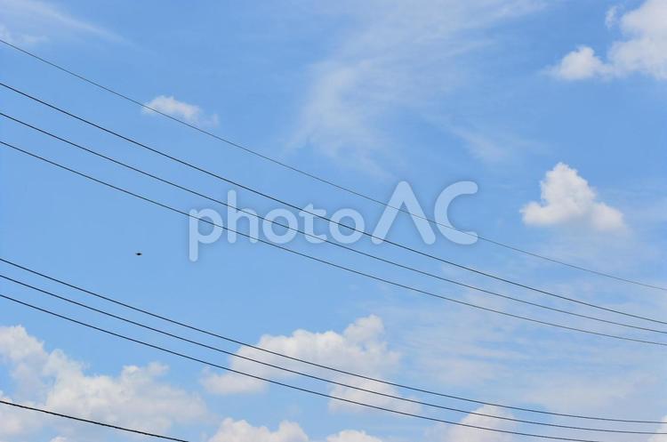 青空と電線と鳥と。 青空,空,水色の写真素材