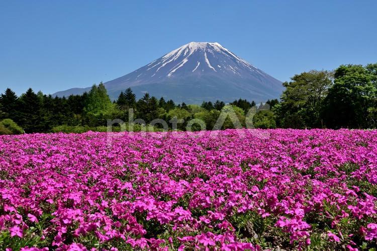 芝桜と富士3 富士山,山,自然の写真素材