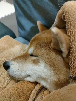 毛布に包まれて眠る柴犬 毛布に包まれて眠る柴犬の写真