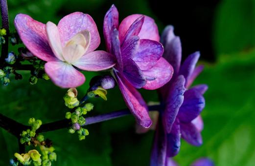Hydrangea, JPG