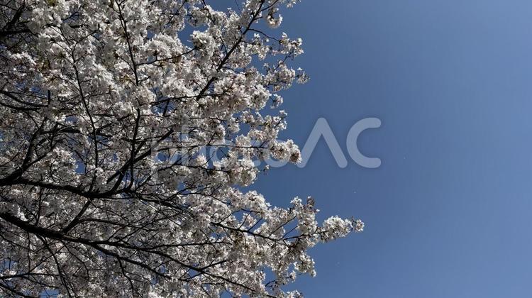 桜５ さくら,サクラ,春の写真素材