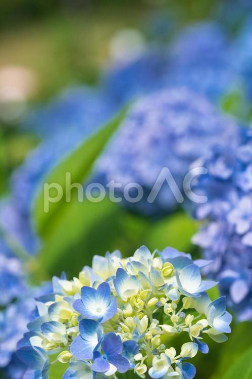 アジサイ　紫陽花　あじさい 6月,紫陽花,2023年の写真素材