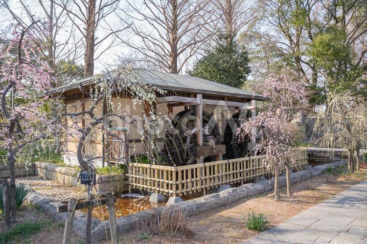 春の和風庭園 梅,水車,春の写真素材