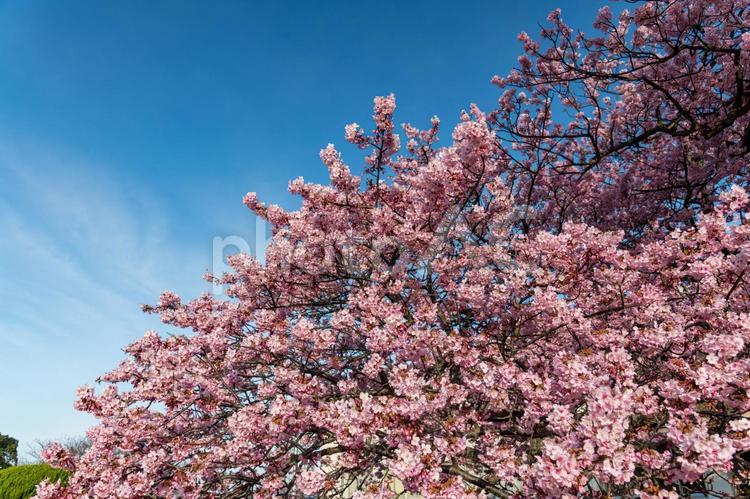 爽やかな青空と桜 桜,サクラ,さくらの写真素材