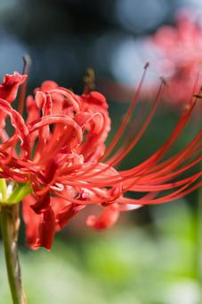 大分県　七ツ森古墳群の彼岸花 ヒガンバナ,ひがんばな,自然の写真素材