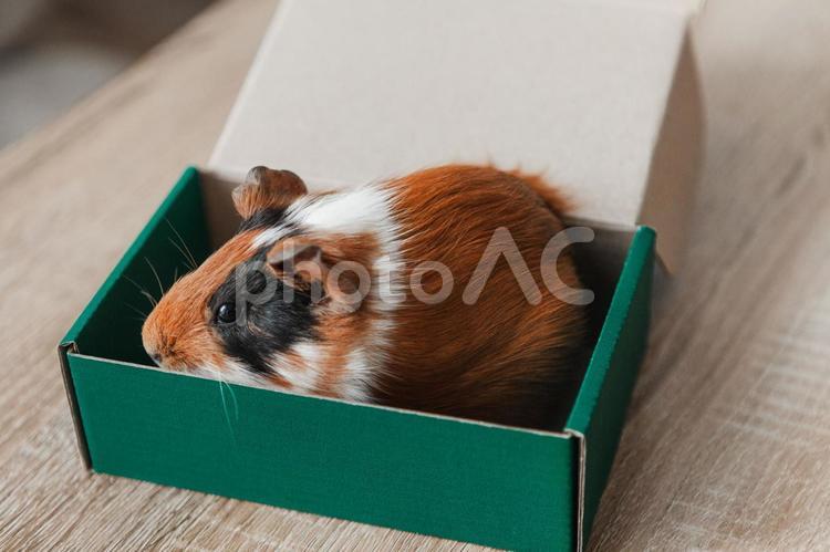 長方形の箱から遠くを見るモルモット モルモット,ペット,動物の写真素材
