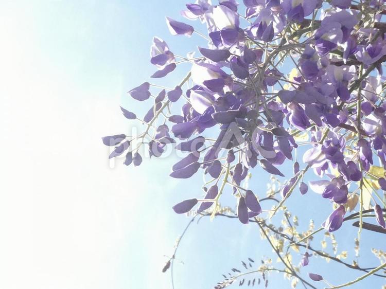 藤の花が咲いた 藤,藤の花,薄紫色の写真素材