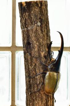 Hercules beetle, JPG Hercules beetle, JPG