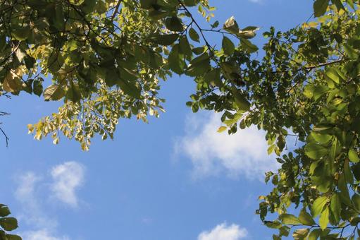 夏の青空と木の梢 夏の青空と木の梢の写真