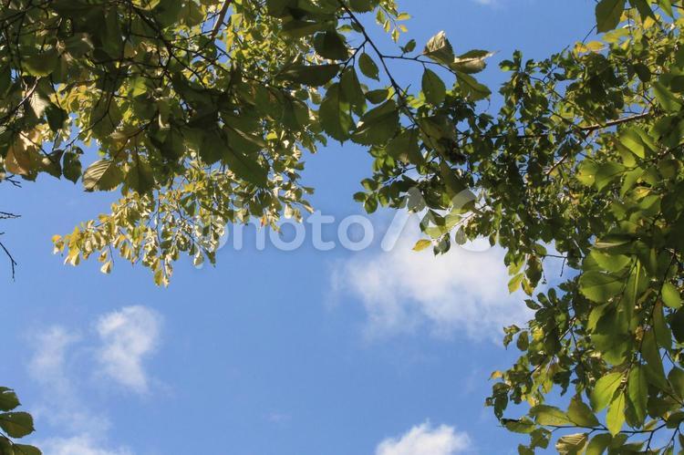 夏の青空と木の梢 空,ソラ,風景の写真素材