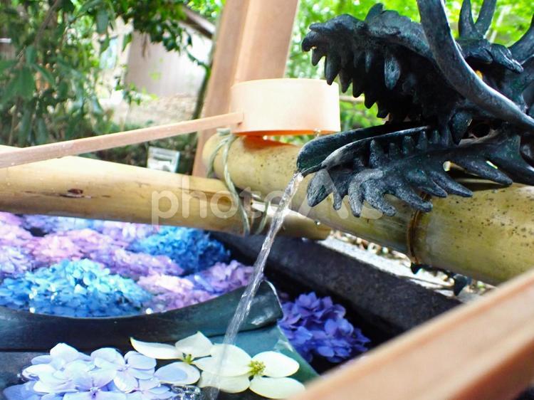 星宮神社の手水舎2 星宮神社,下野星宮神社,トトロ神社の写真素材