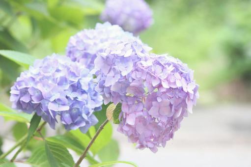 アジサイ アジサイの写真
