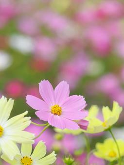 Cosmos, JPG