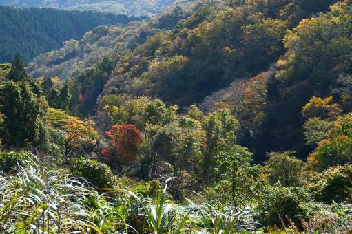 紅葉した里山風景 紅葉,里山,風景の写真素材