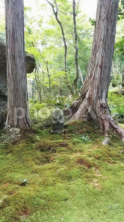 大原三千院のわらべ地蔵 わらべ地蔵,大原,三千院の写真素材
