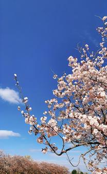 桜 桜の写真