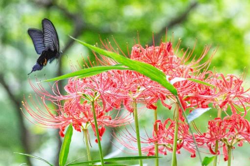 彼岸花と蝶 彼岸花,ヒガンバナ,蝶の写真素材