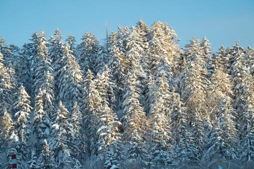 厳冬の北海道大雪山朝日に輝く雪の針葉樹林 日本,北海道,道北の写真素材