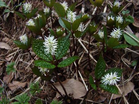 ヒトリシズカ01の写真