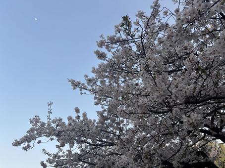 桜と青空 桜と青空 桜,公園,桜の木の写真素材