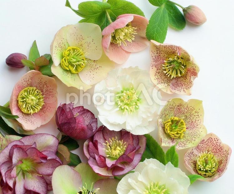 室内のクリスマスローズの花、白背景にクリスマスローズの花びら クリスマスローズ,春,春の花の写真素材